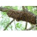 Honeybee Swarm Removal