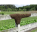 Honeybee Swarm Removal